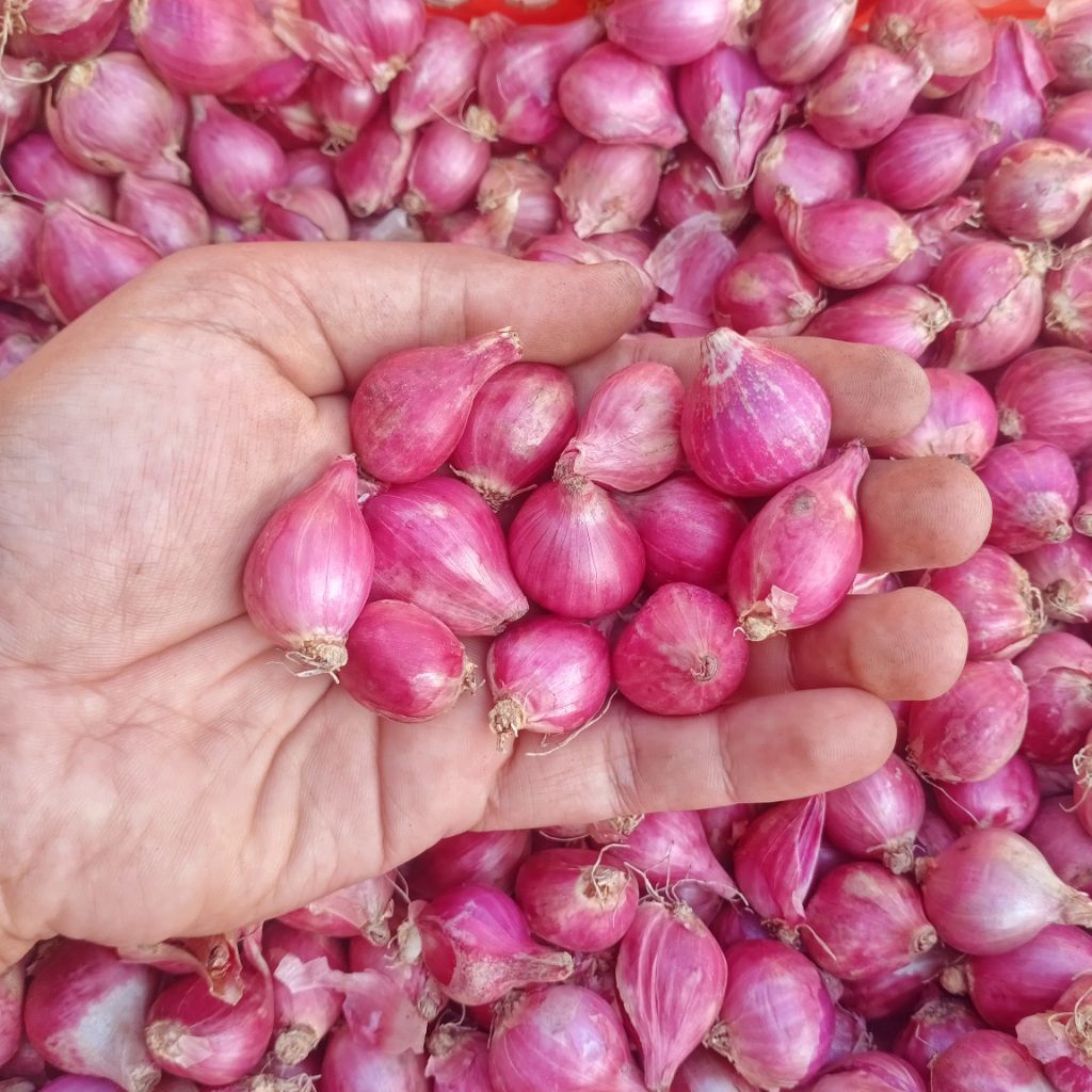 

Bawang Merah Nganjuk Sedang kecil CAMPUR Berisi Murah