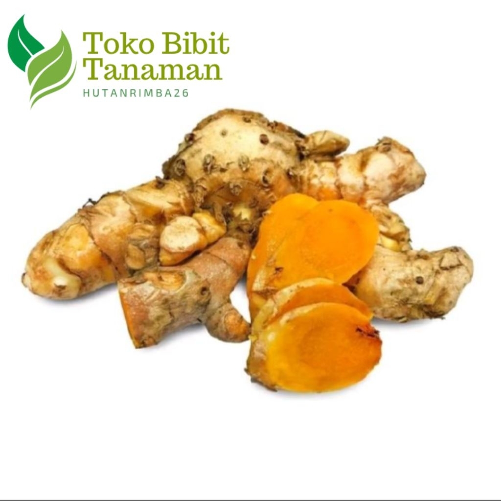 

CURCUMA TEMULAWAK SEGAR FRESH 1KG