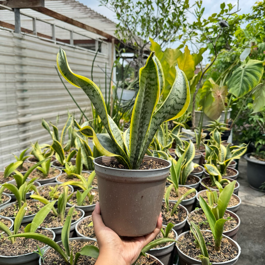 sansevieria twister