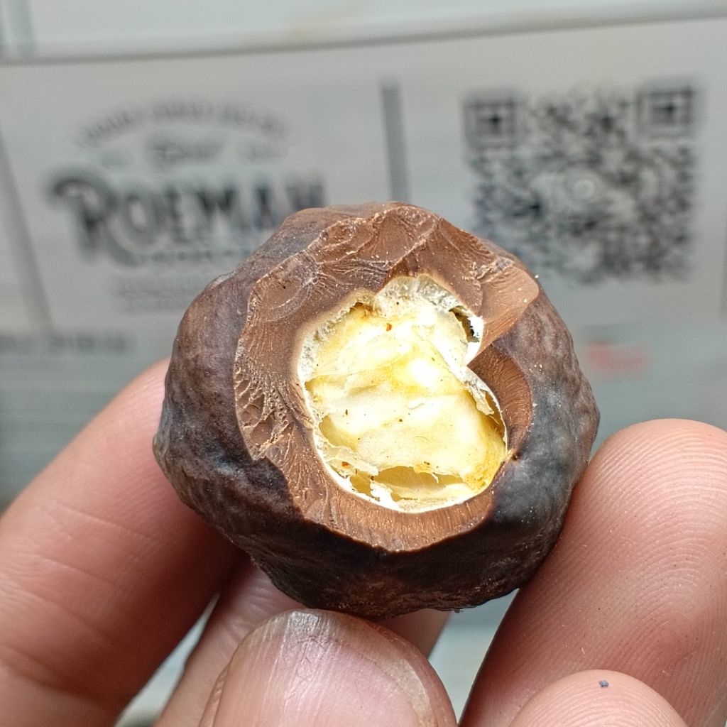 Muncang Adu A Mayit Domba kode 12