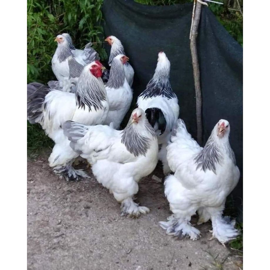 Telur ayam hias brahma siap ditetaskan