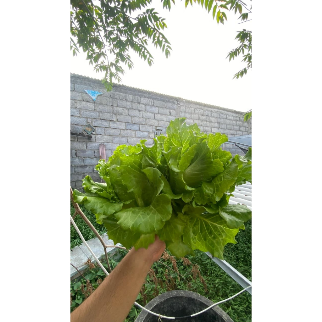 

Selada Hidroponik Fresh – Sayuran Organik Sehat & Segar Langsung Panen