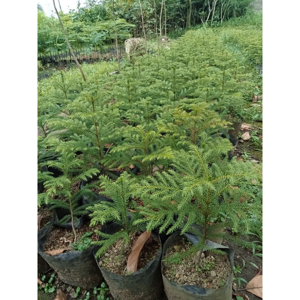 Pohon Bibit Cemara Norfolk - Tanaman Hias Cemara Norfolk - Bibit  Pohon Norfolk
