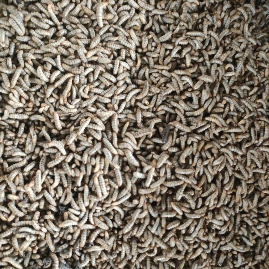 Maggot BSF Hidup 500 Gram