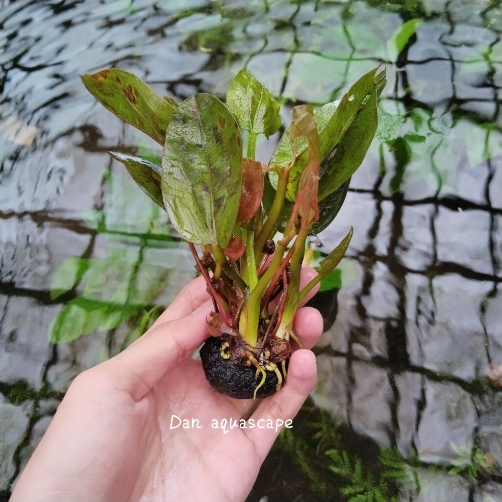 Echinodorus Ozelot Red Tanaman Aquascape Wabikusa
