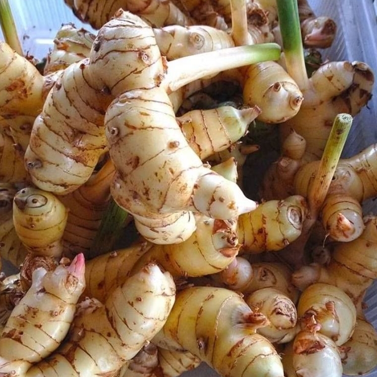 

obat herbal lempuyang segar siap kirim berat 250 gram