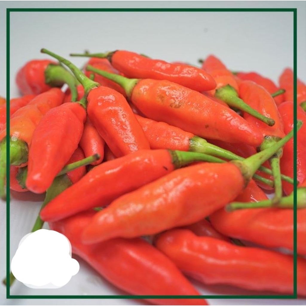 

Cabe Rawit Merah segar 1000gr