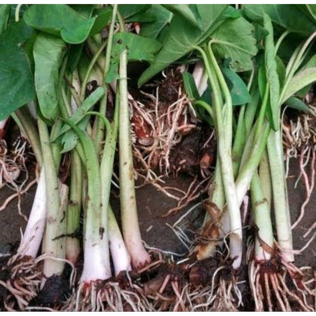 

Binit talas kimpul satuan