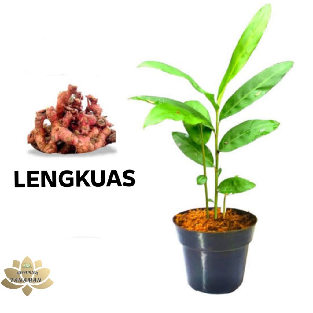Pohon Lengkuas Siap Tanam/Tanaman Herbal Lengkuas Siap Tanam
