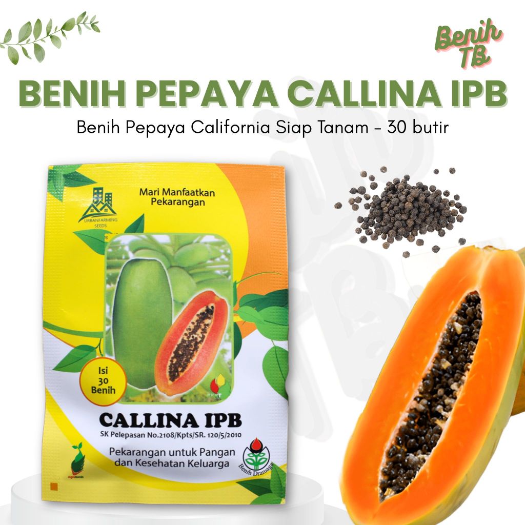 Benih Pepaya California Callina IPB (IPB9) isi 30 butir