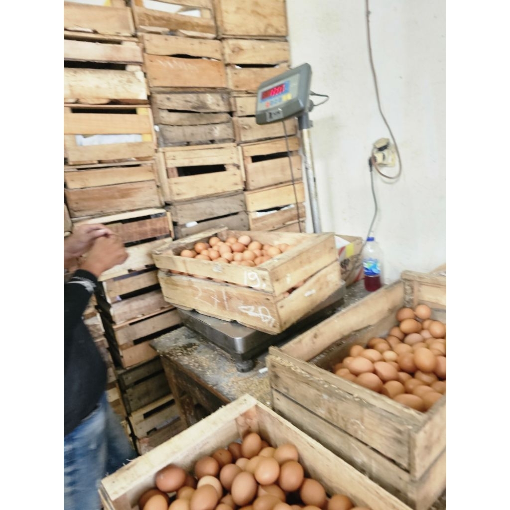 

telur ayam negri lokal fresh 14,5kg