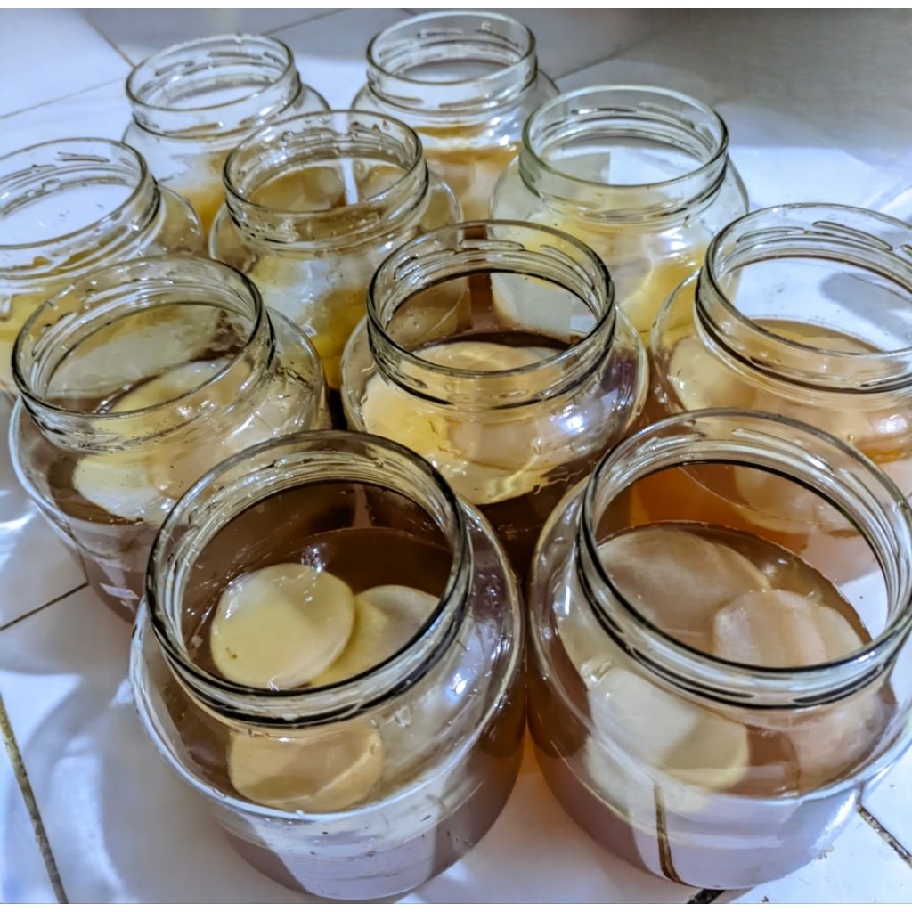 

SCOBY by LasepCo Diameter 11 cm | Kultur Jamur TANPA AIR/ KOMBUCHA