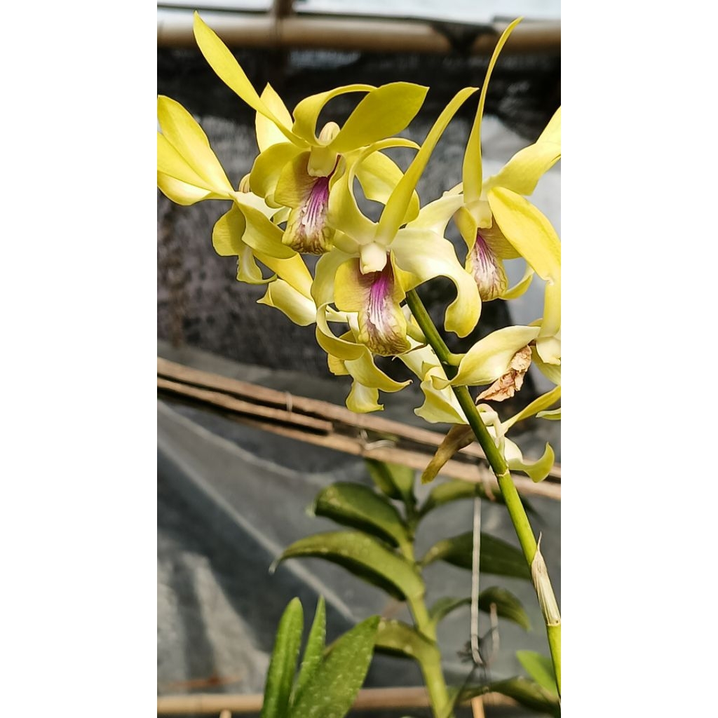 Caesar yellow.red.lips