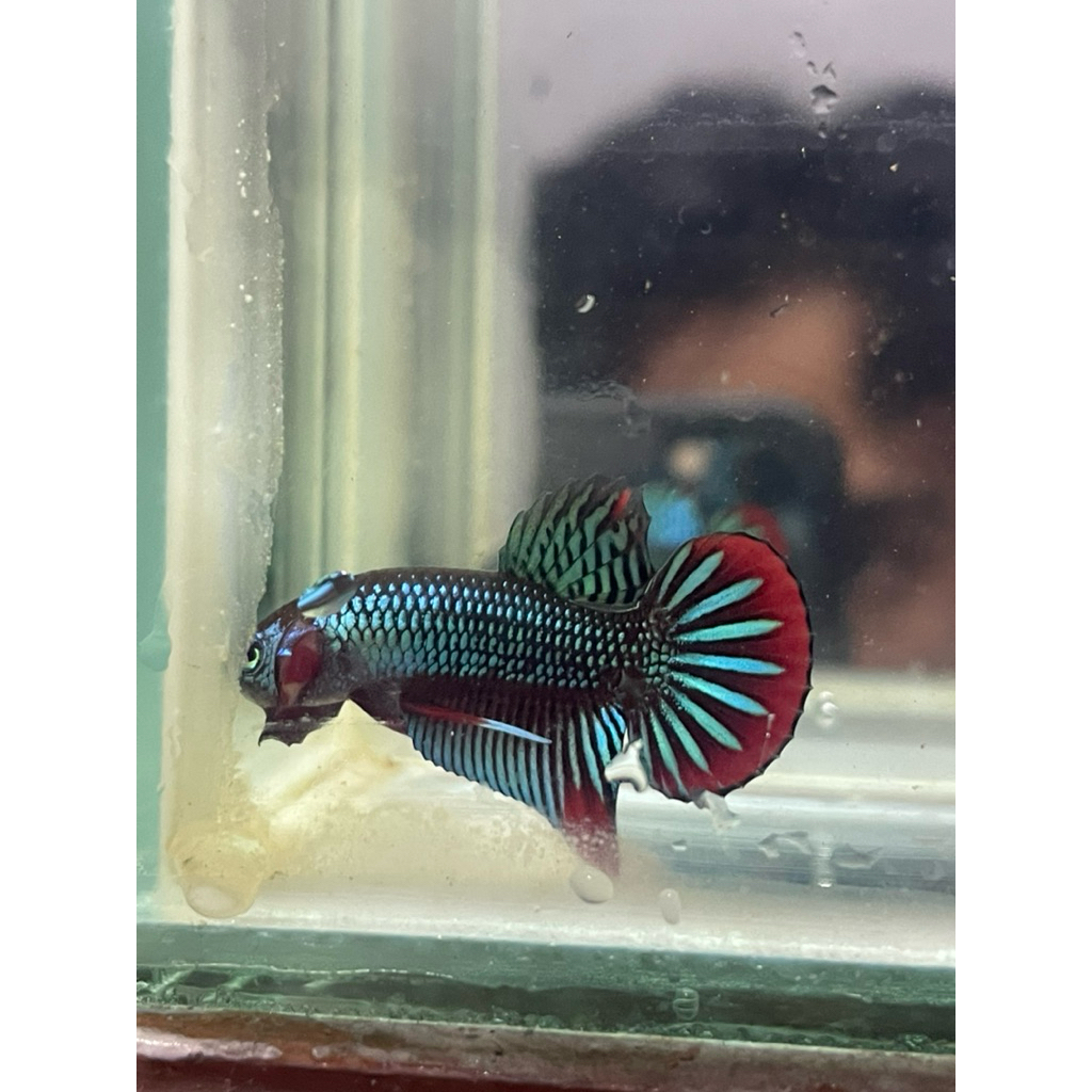 Wild Betta Alien Imbelis Hybrid Blue Green Real Pict