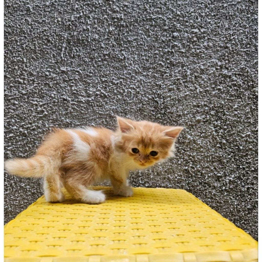 kitten persia betina