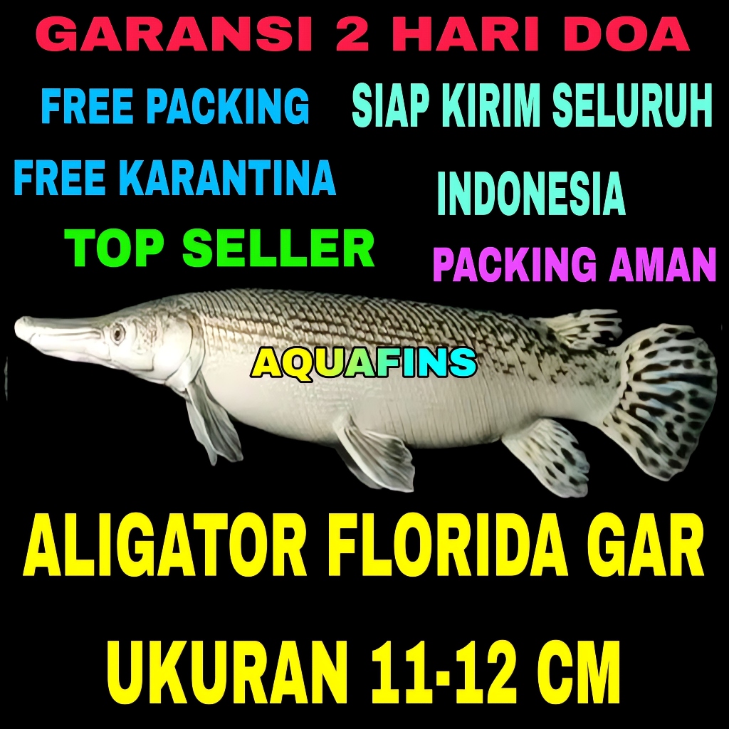 HIASAN FLORIDA GAR LEPISOSTEUS PLATYRHINCUS MEGALODON UKURAN 11-12 CM