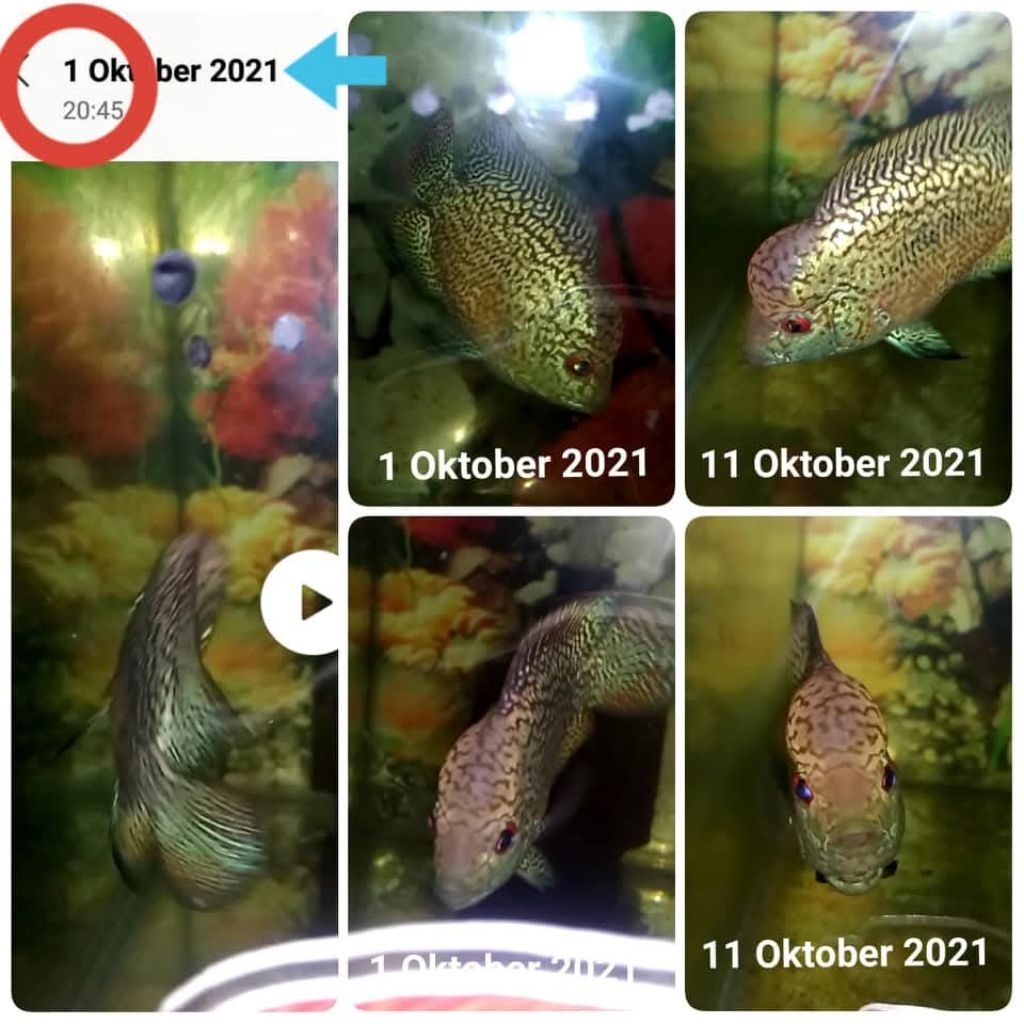 Pelet LEEEB GODEK Booster Jenong ikan Louhan