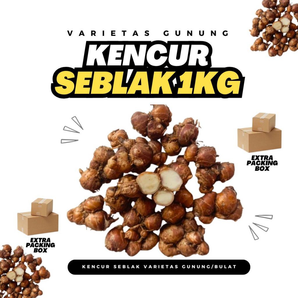 

Kencur Tua Kencur Seblak Kencur Gunung Kencur Bulat 1 Kg