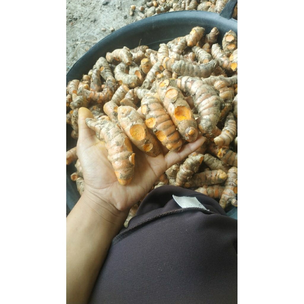 

Kunyit / Kunir / segar / ukuran besar / harga per 500 gram