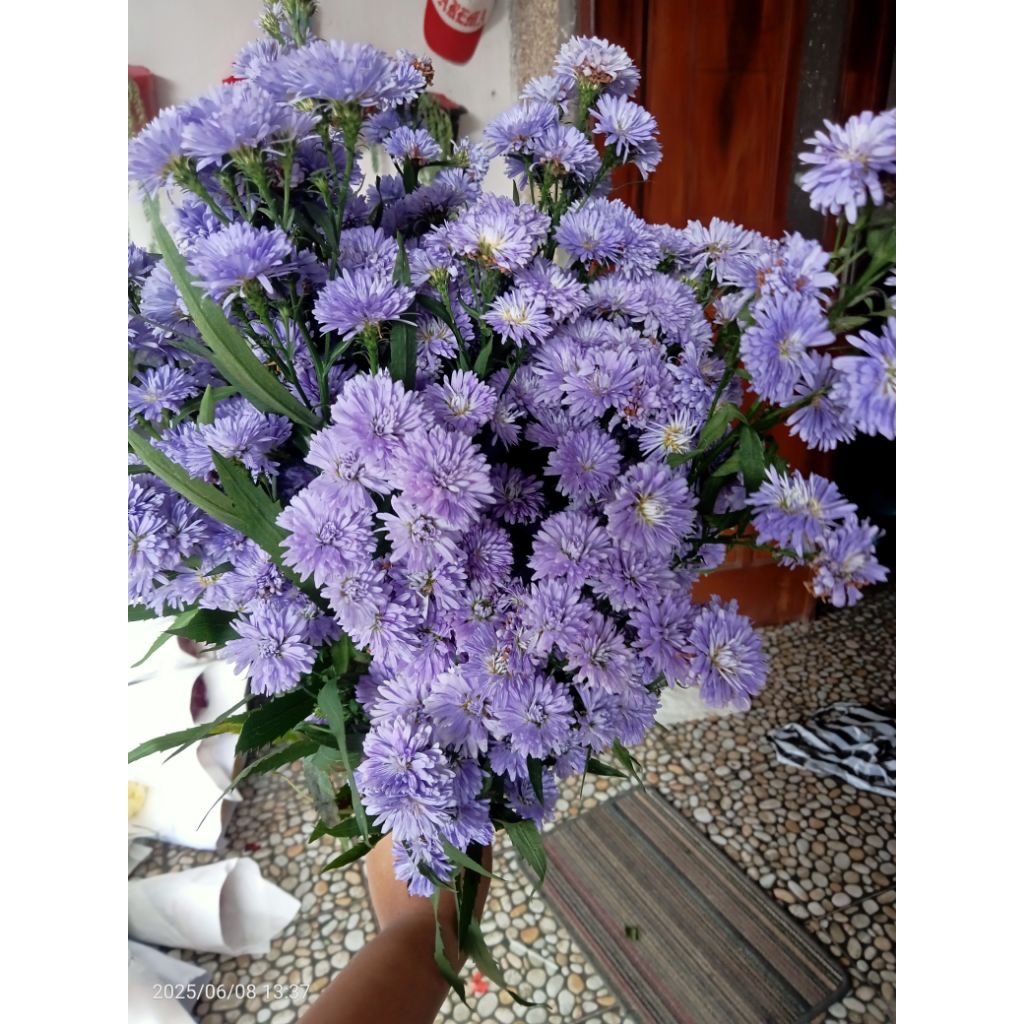 bunga potong pikok ungu 1 ikat