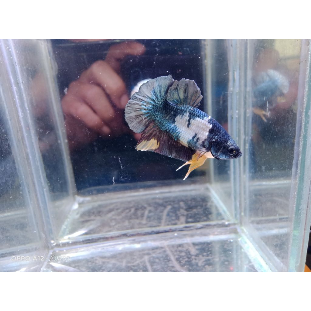 indukan yellow koi Cooper cupang yellow koi Cooper YKC size indukan siap pijah l