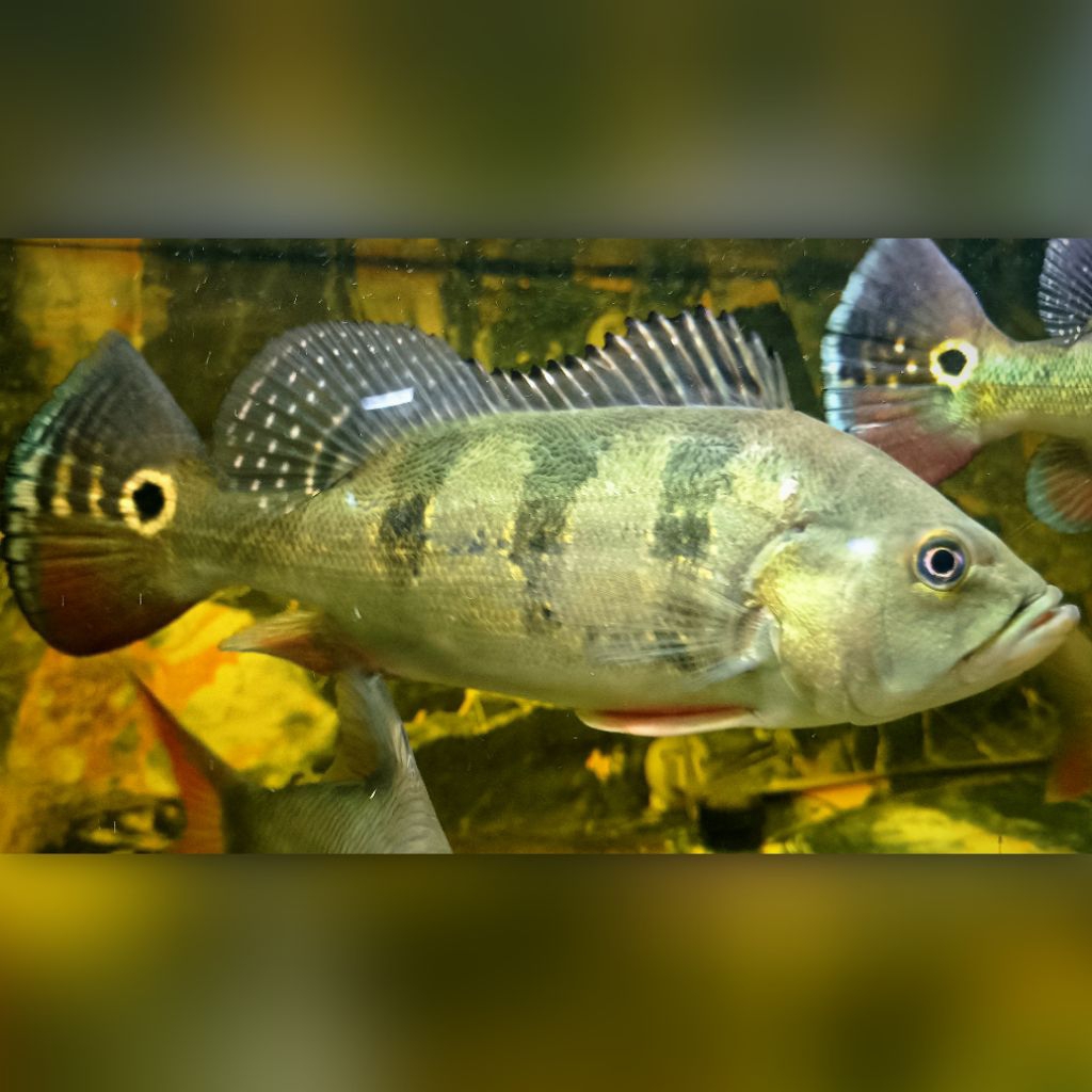 Hiasan Pbass Mono 25-28cm Real Pict