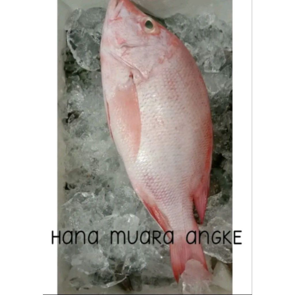 

KAKAP MERAH 800gr FRESH SEGAR