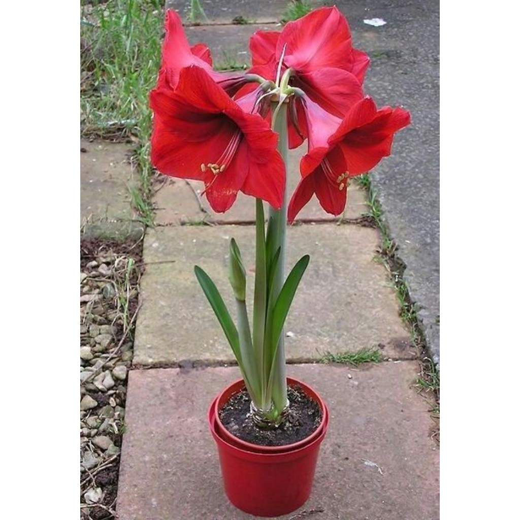 Amarilis bunga merah / Tanaman hias amarilis / Pohon amarilis bakung