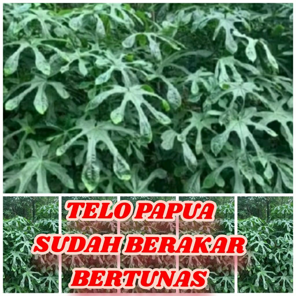 Bibit Telo papua