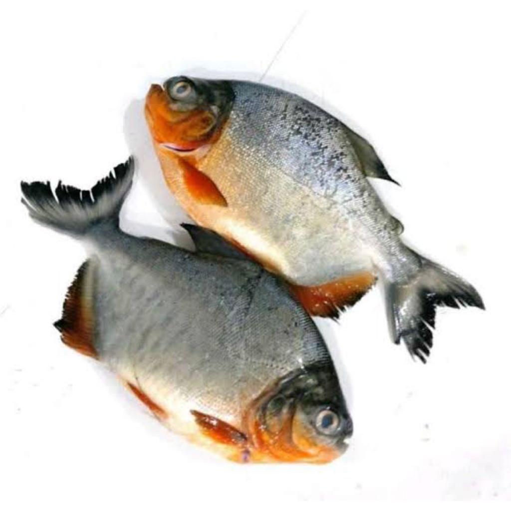 

Ikan Bawal Hitam Tawar (Ikan Segar)