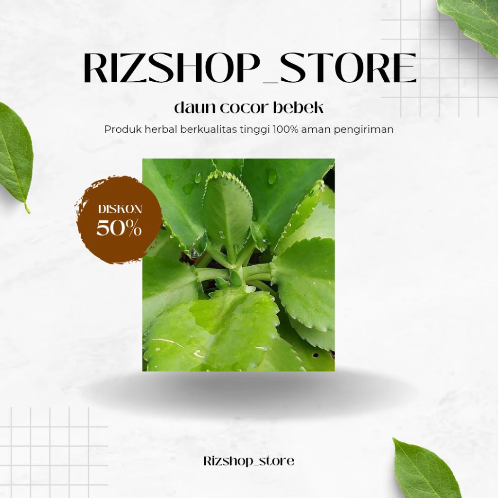 

Daun cocor bebek obat herbal alami per 100 gram