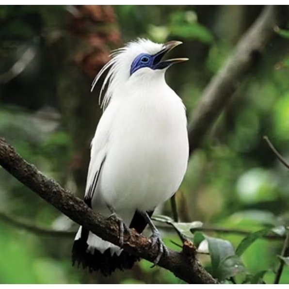 

telur fertil jalakBali 100% siap tetas