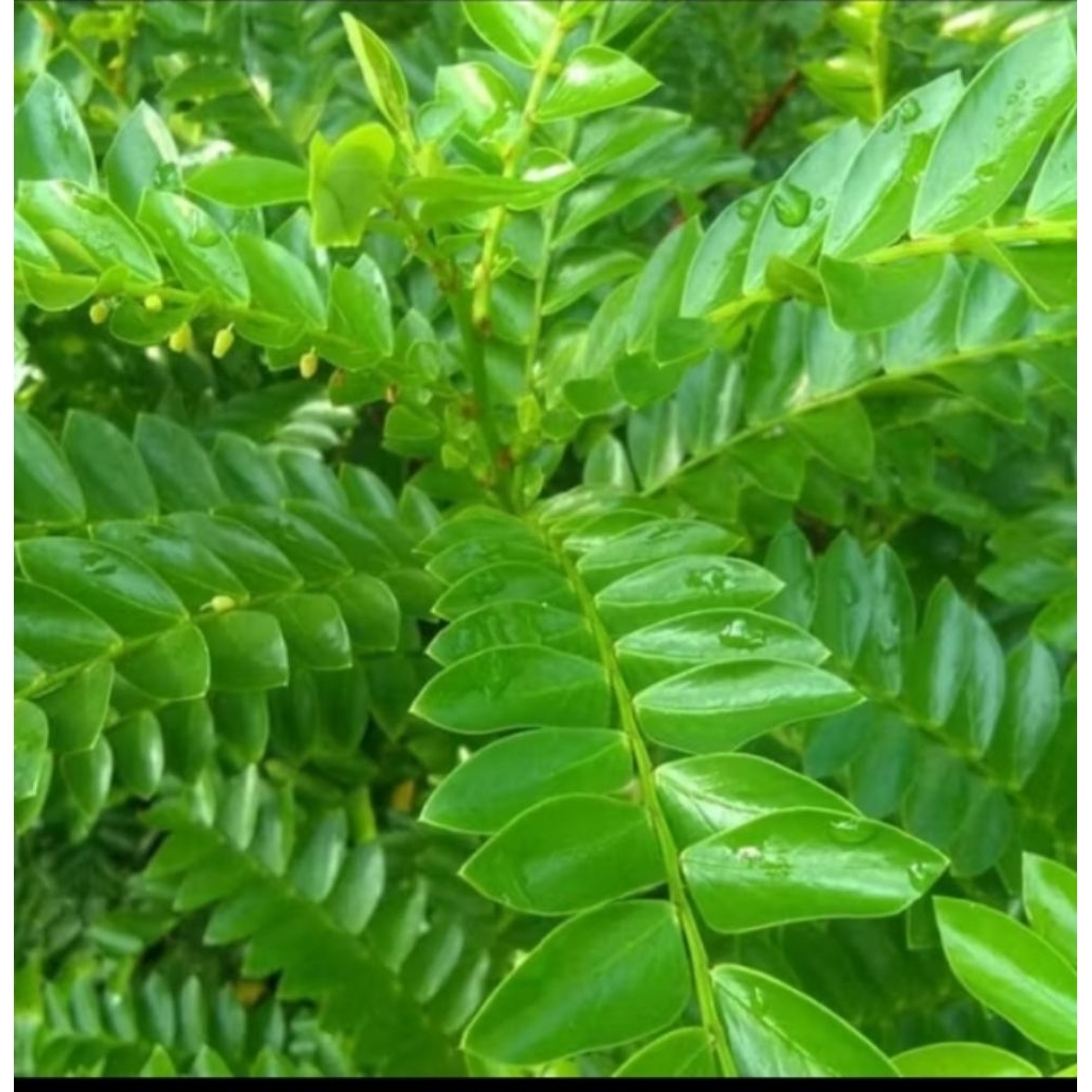 

200gram daun seligi herbal fresh petik