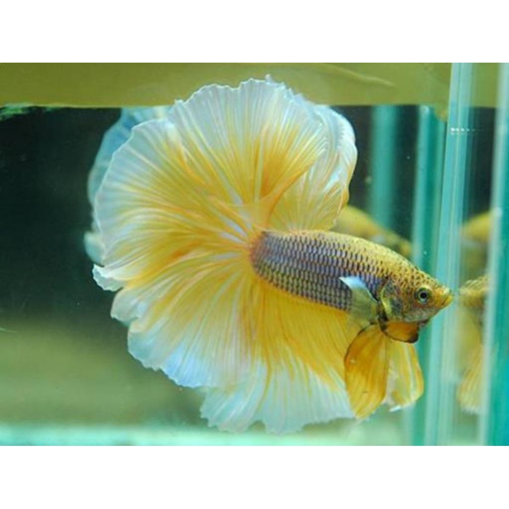 CUPANG HALFMOON ROSTAIL