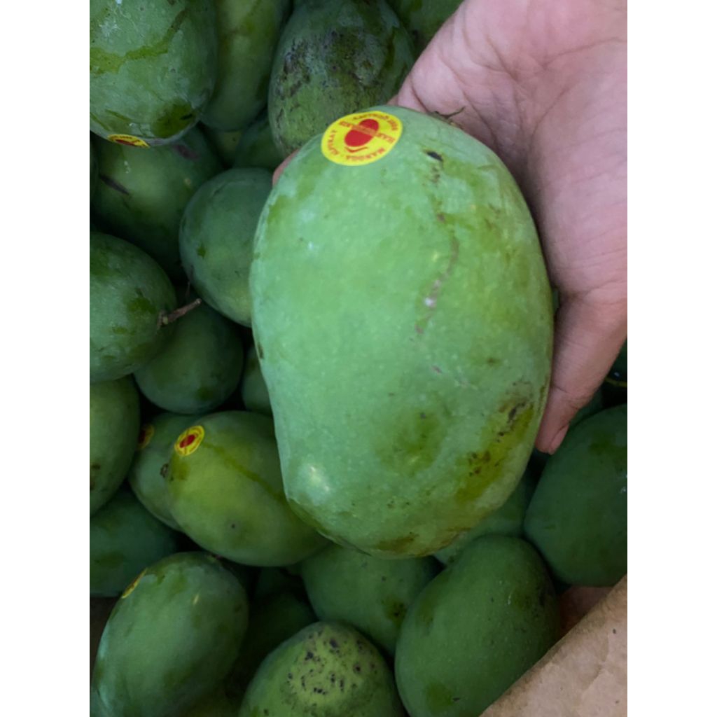 

mangga harumanis ukuran sedang berat 1 kg