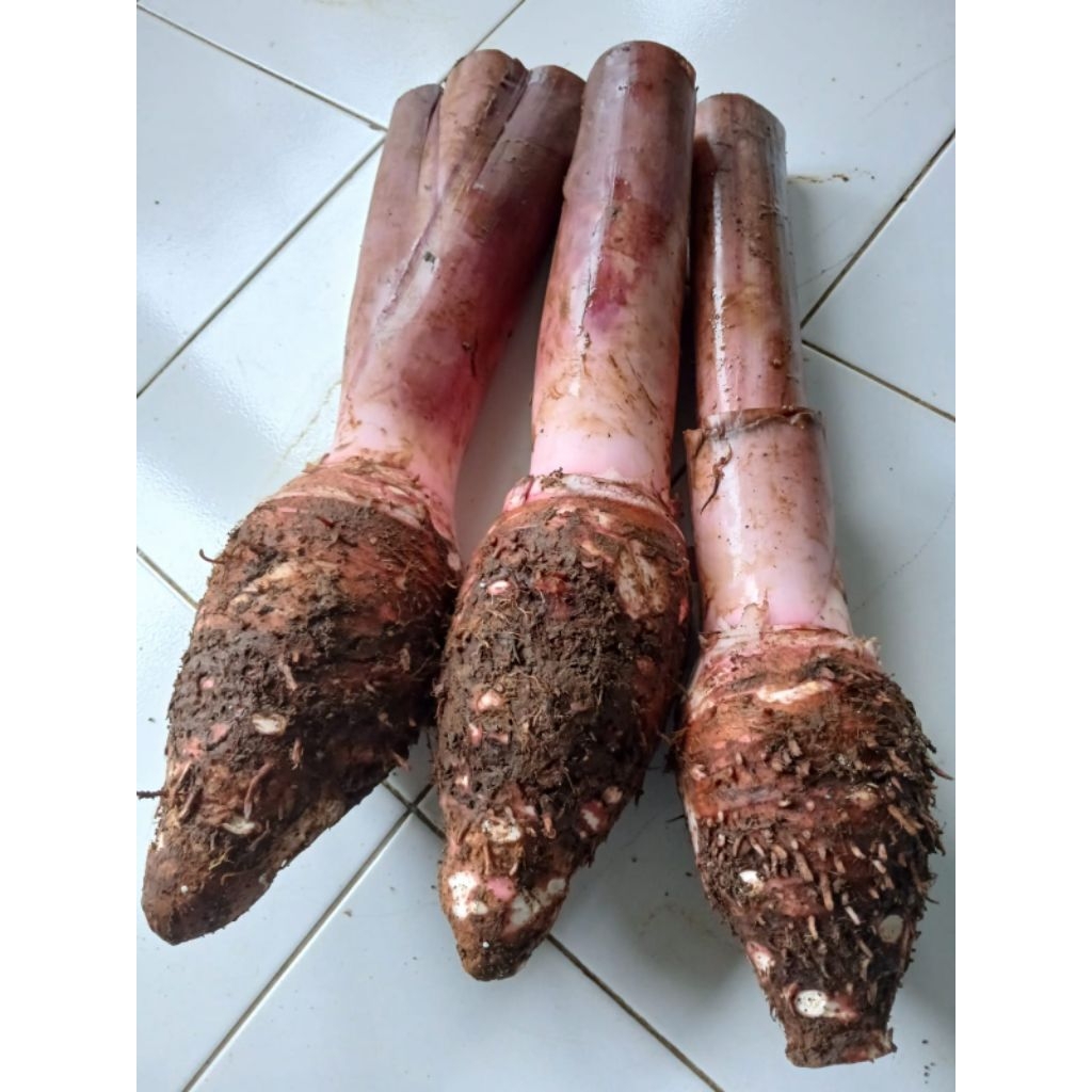 

Talas Bogor Talas ungu jumbo 2Kg