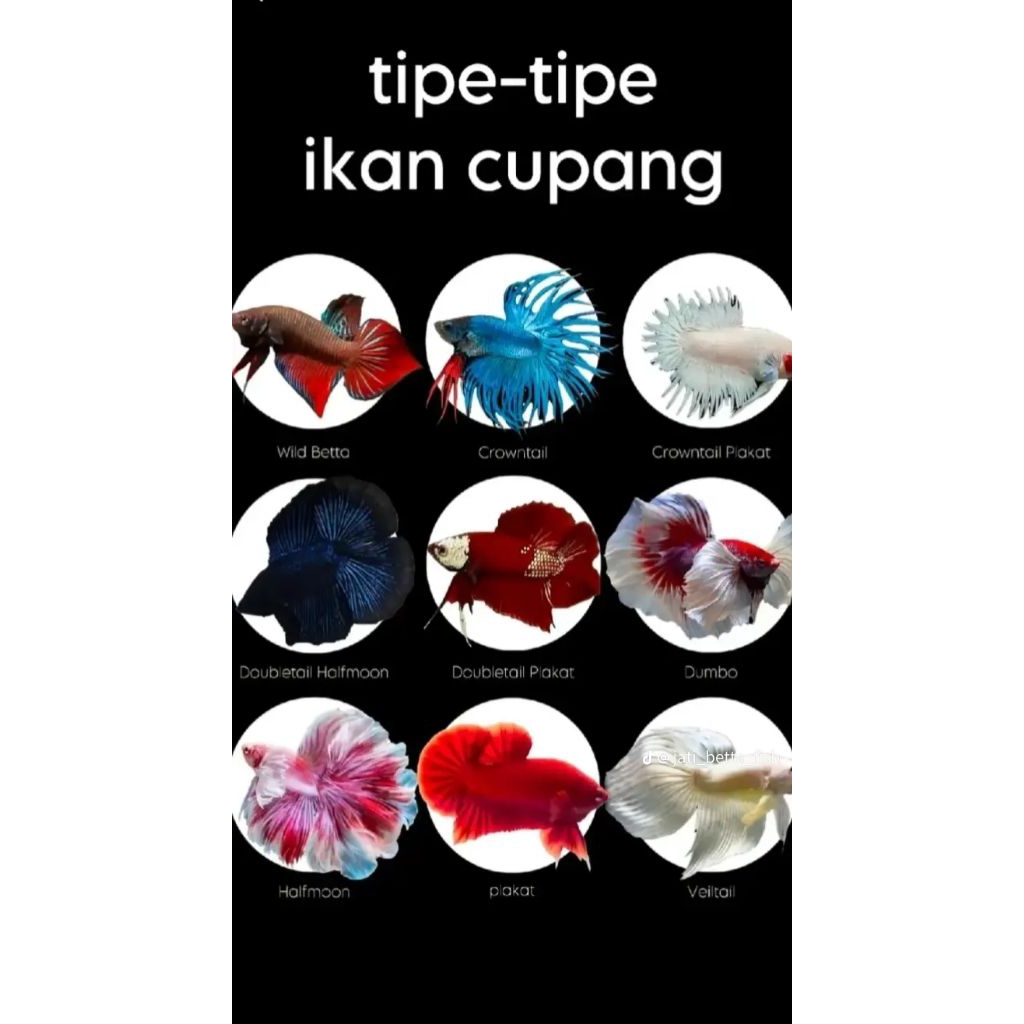 CUPANG RKC(RED KOI COOPER)