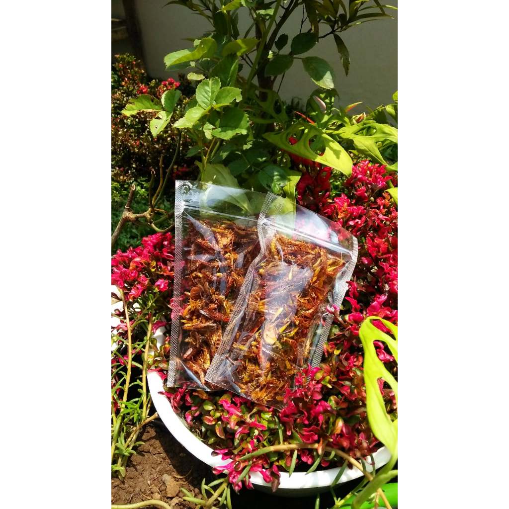 

Belalang Goreng Renyah Gurih Pedas | Camilan Tradisional Tinggi Protein 30 Gram