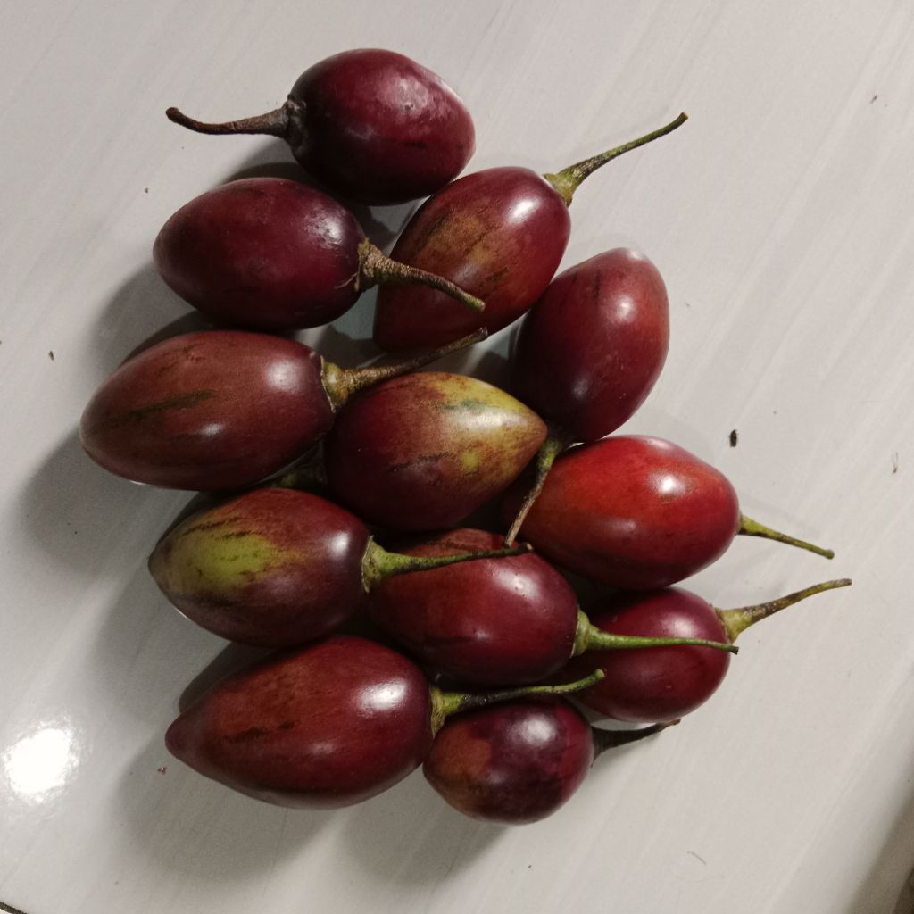 

terong belanda atau terong kori fresh 1 kg