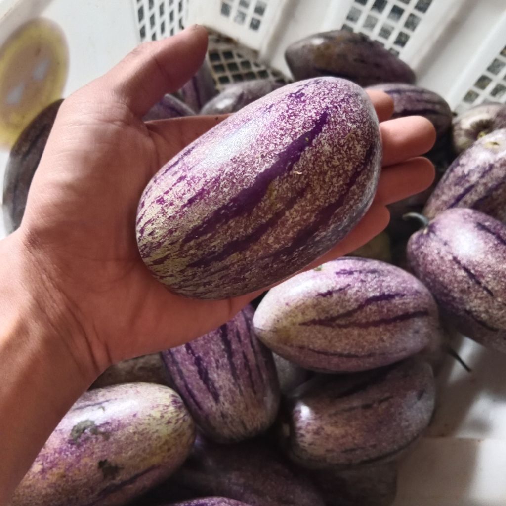 

Buah pepino /putt segar fresh 1kg