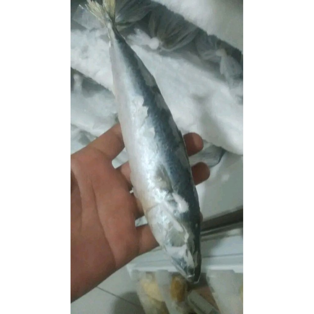 

ikan salem segar beku ikan salam frozen 1kg