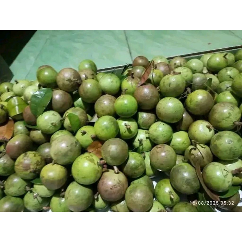 

buah kenitu,maneccu,apel susu. sawo hijau 1 kg