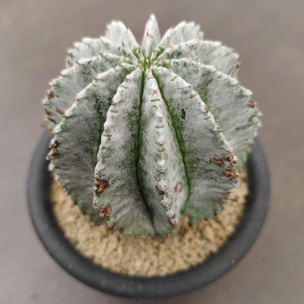Tanaman Sukulen Euphorbia horrida Blue Thailand