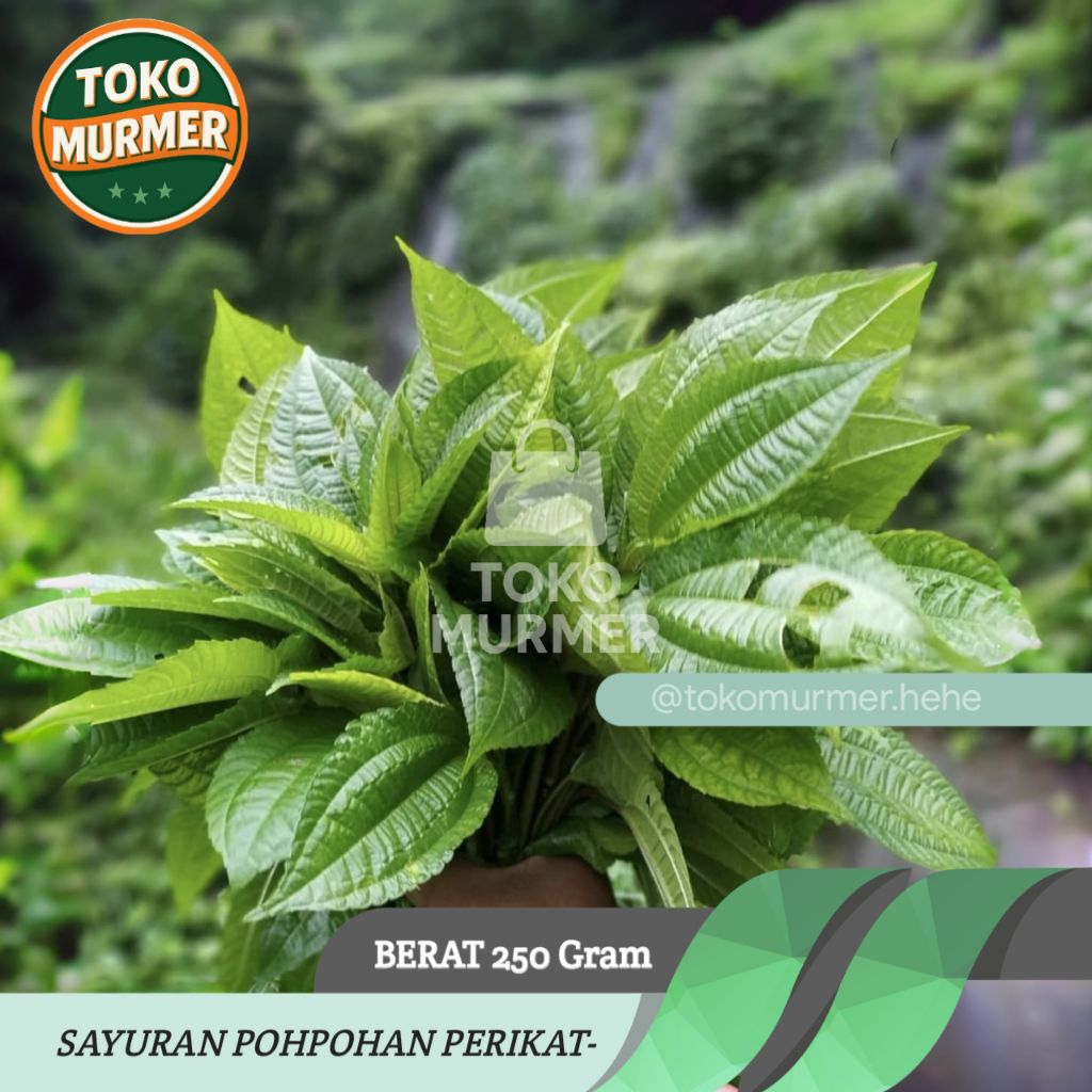

Sayur pohpohan segar berat 250 gram_Toko murmer