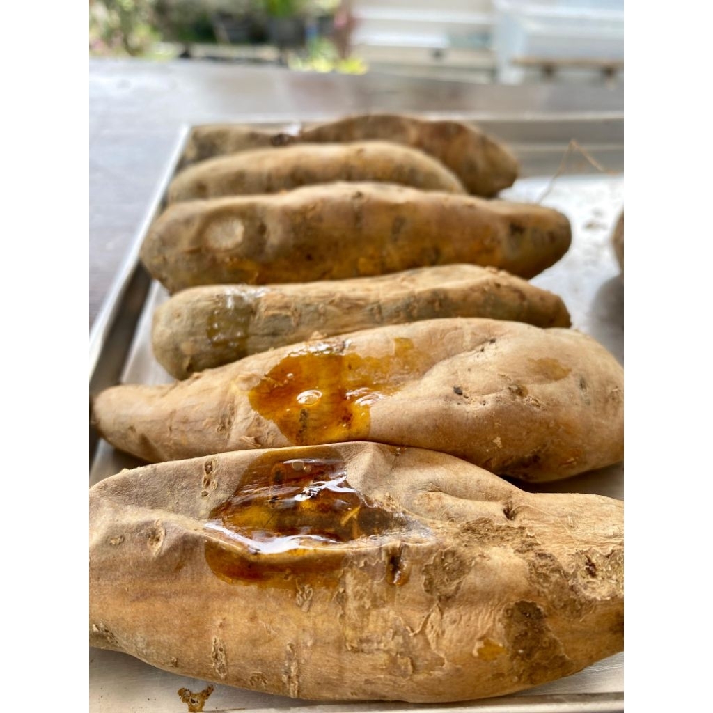 

Ubi Madu cilembu Spek Open Mentah Super Berkualitas