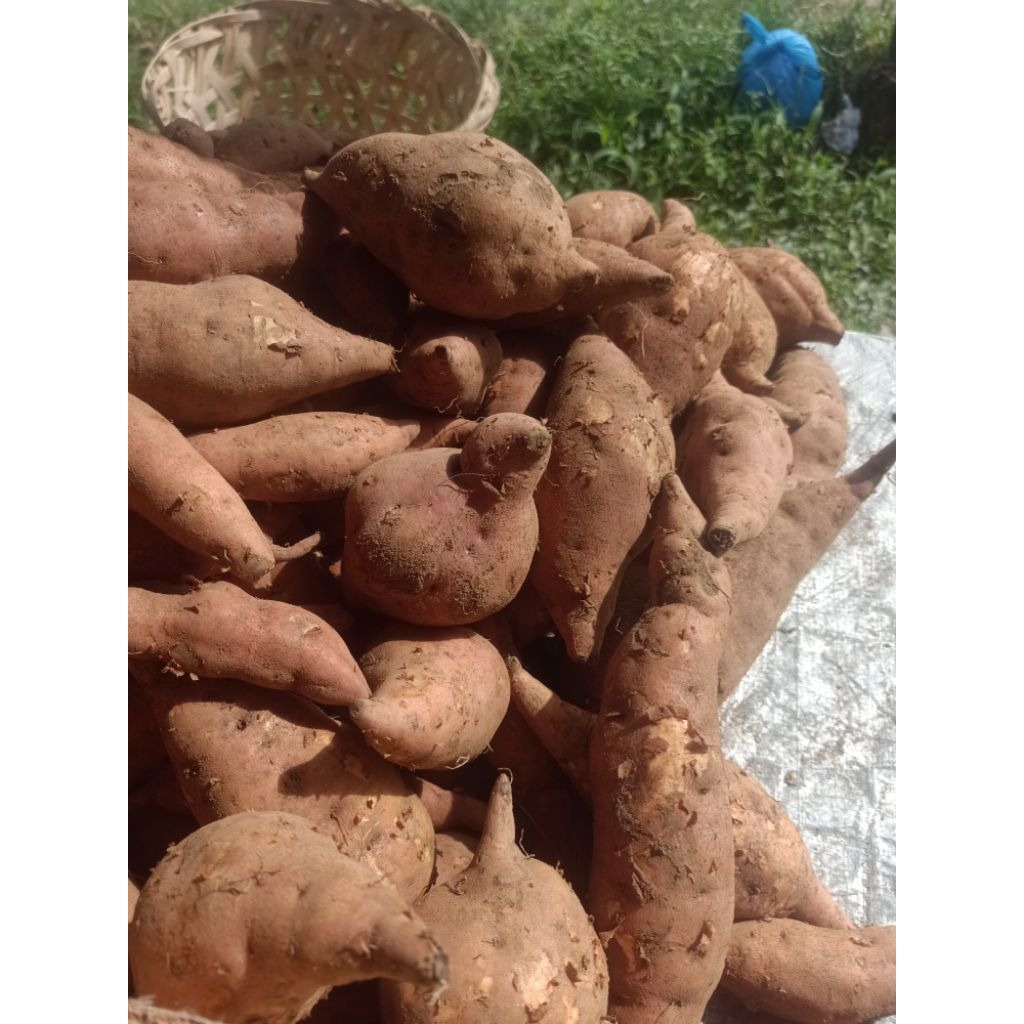 

ubi, buah dan sayur mayur