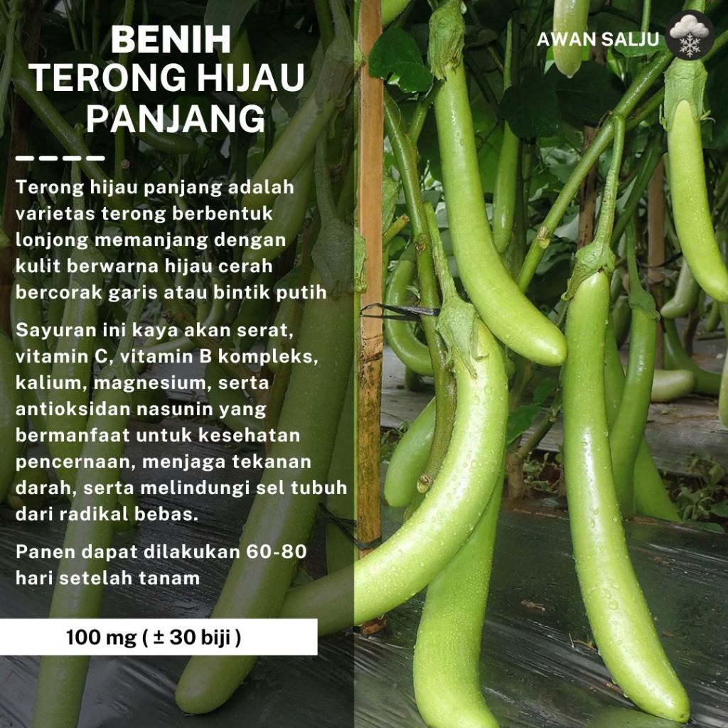 Benih Sayuran Terong Hijau Panjang F1 Unggul Bibit Sayuran Berkualitas