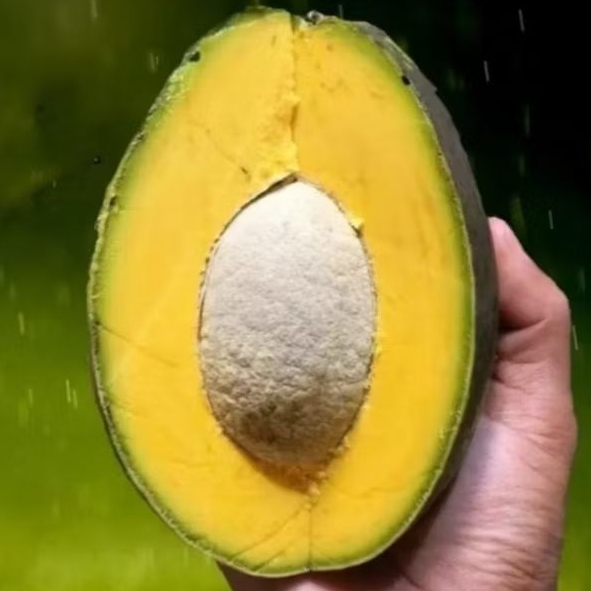 

1 KG ALPUKAT MENTEGA 4 SAMPAI 6 BUAH FRESH