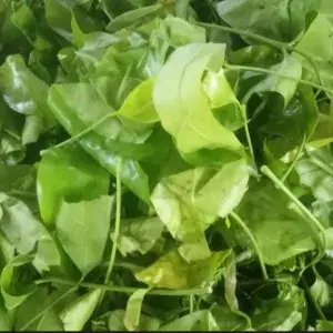 

Daun Melinjo - 150 Gram