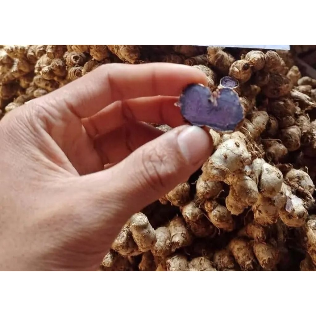 

TEBU HITAM 1 KG OBAT HERBAL